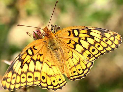 Variegated Fritillary photo 3