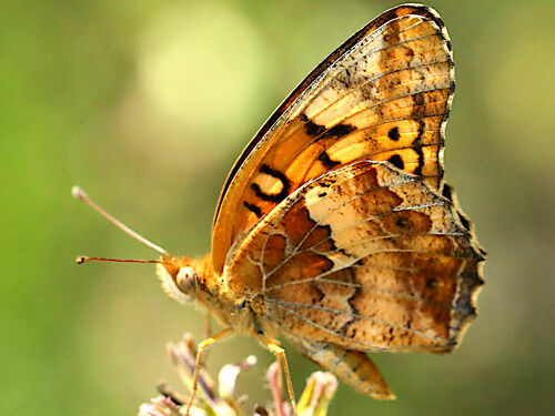 Variegated Fritillary photo 4