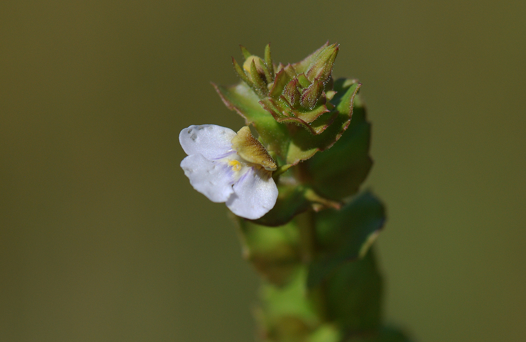 Crepidorhopalon namuliensis