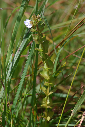 Crepidorhopalon namuliensis image