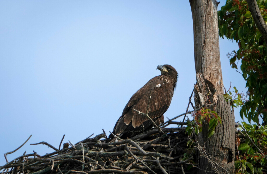 Bald Eagle from 14050 Dawson Beach Rd, Woodbridge, VA 22191, USA on July 7, 2023 at 0948 AM by