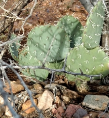 Opuntia discata