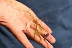 Potamogeton confervoides
