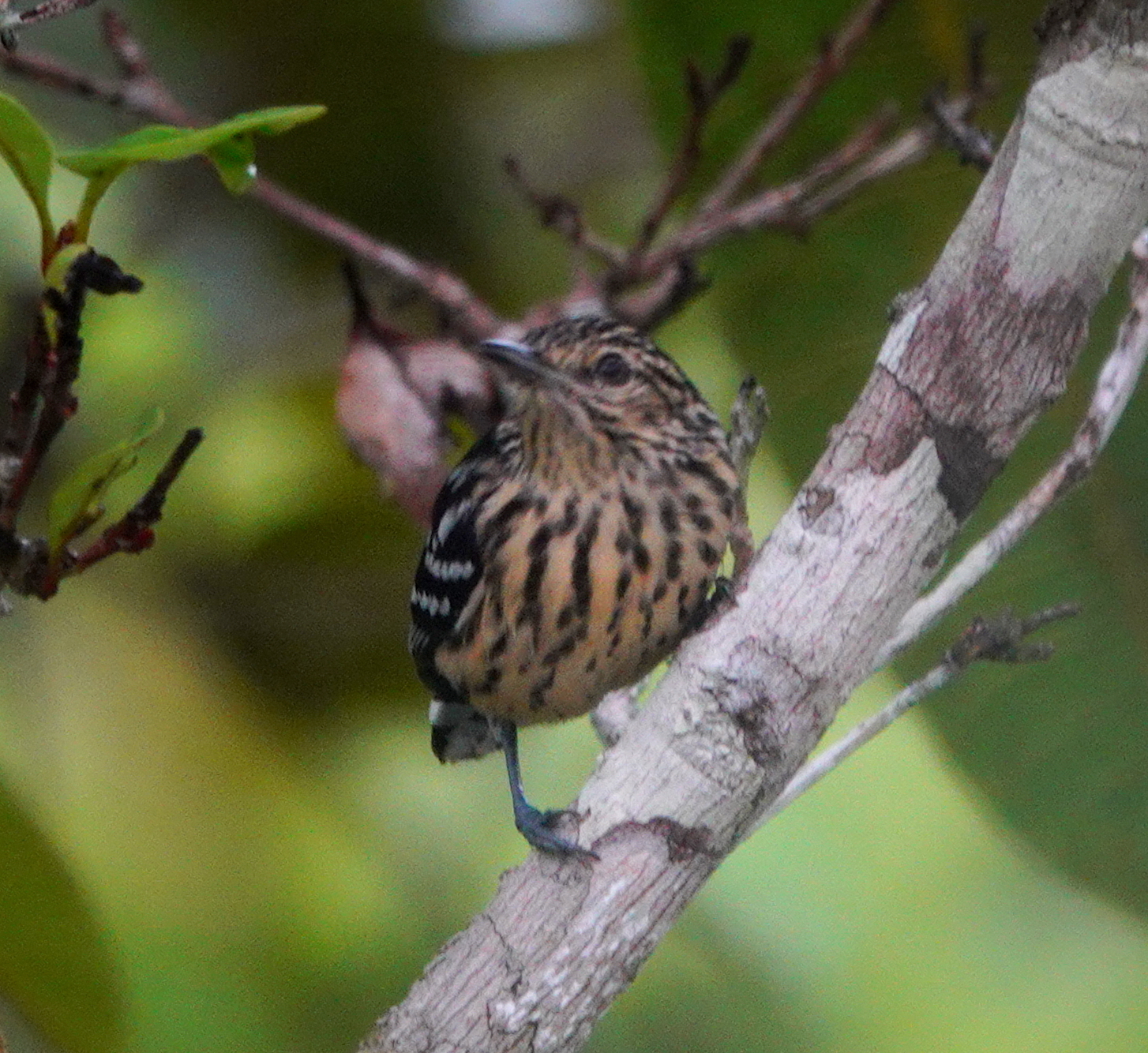 Cherrie's Antwren (Myrmotherula cherriei), photo 3