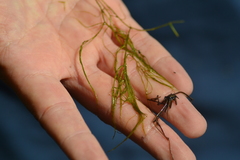 Potamogeton confervoides