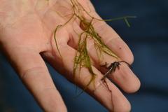 Potamogeton confervoides
