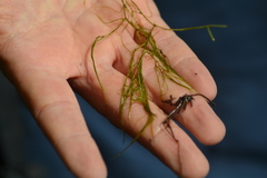 Potamogeton confervoides
