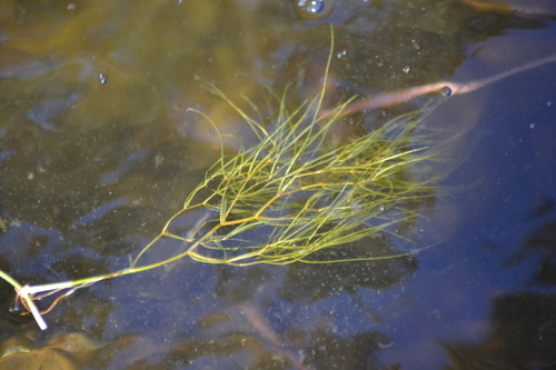 Tuckerman's pondweed (Potamogeton confervoides)
