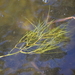 Potamogeton confervoides - Photo (c) Joseph D Kurtz, algunos derechos reservados (CC BY-NC), subido por Joseph D Kurtz