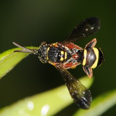 Nomada tiftonensis