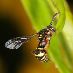 Nomada tiftonensis