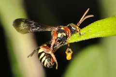 Nomada tiftonensis