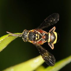 Nomada tiftonensis