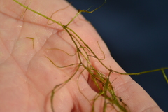 Potamogeton confervoides