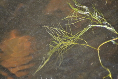 Potamogeton confervoides