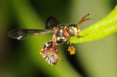 Nomada tiftonensis