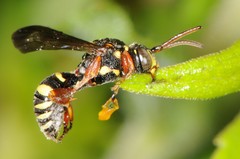 Nomada tiftonensis