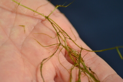 Potamogeton confervoides