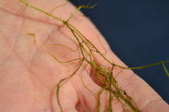 Potamogeton confervoides