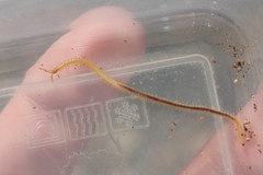 Geophilus regnans
