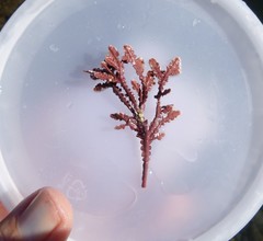 Calliarthron cheilosporioides