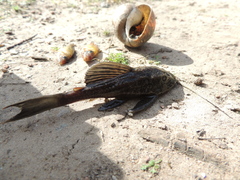 Hypostomus