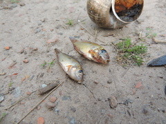 Gymnogeophagus meridionalis