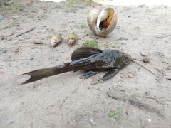 Hypostomus