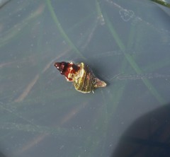Urosalpinx subangulata