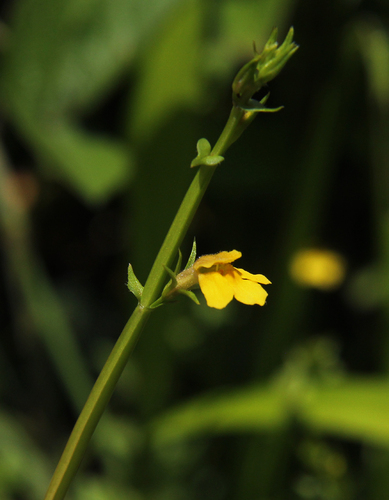 Crepidorhopalon flavus image