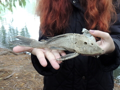 Hypostomus