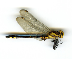 Phanogomphus kurilis