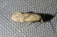Platphalonidia felix