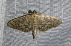 Herpetogramma thestealis