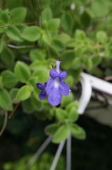 Streptocarpus saxorum