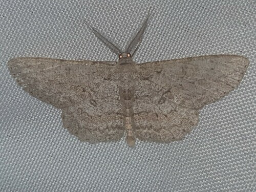 Photo of Pale Oak Beauty (Hypomecis punctinalis)