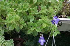 Streptocarpus saxorum
