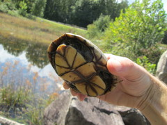 Kinosternon subrubrum subrubrum