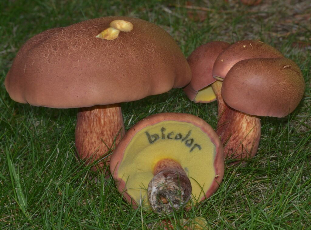 Baorangia