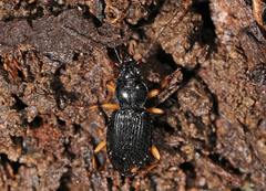 Patrobus longicornis