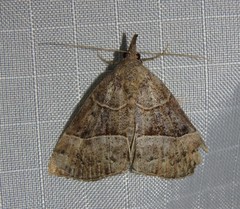 Hypena deceptalis