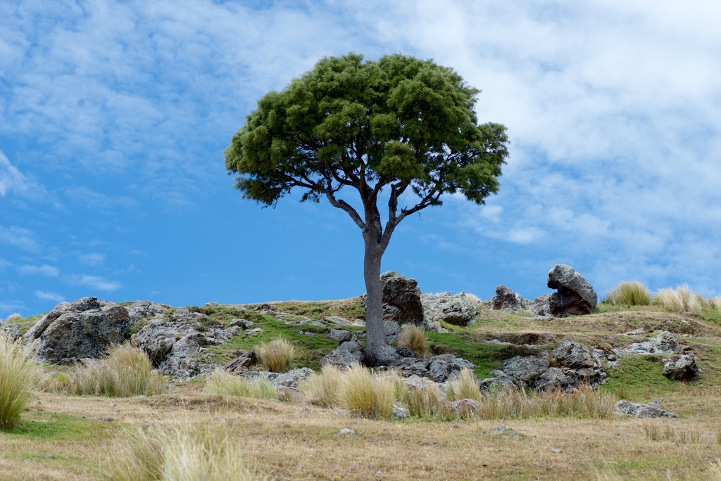 Sophora microphylla, Monument Rock, Purau, Banks Peninsula, Canterbury, New Zealand