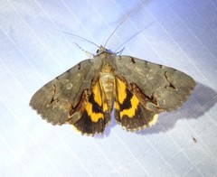 Catocala grynea