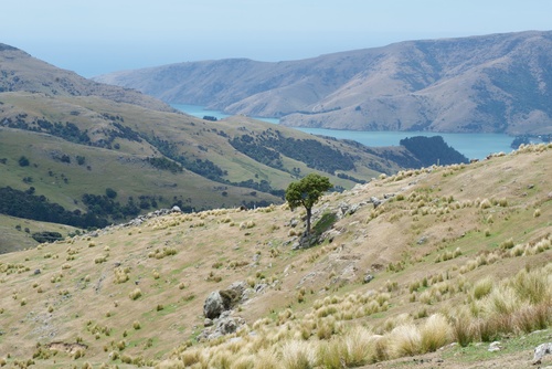 Sophora microphylla