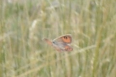 Argyrophenga antipodum