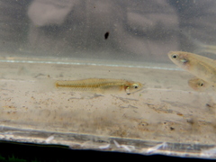 Cnesterodon decemmaculatus