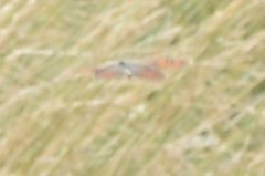 Argyrophenga antipodum