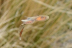 Argyrophenga antipodum