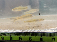 Cnesterodon decemmaculatus