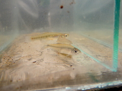 Cnesterodon decemmaculatus